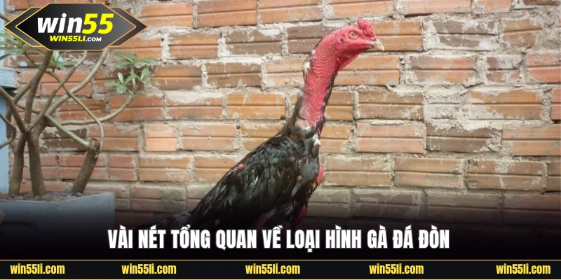 Vài nét tổng quan về loại hình gà đá đòn